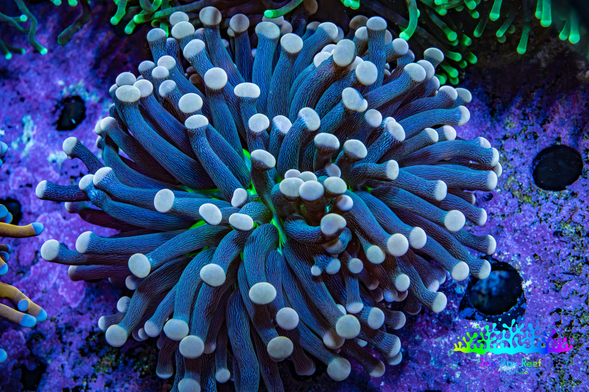 Ultra Yellow Tip Torch Coral WYSIWYG 5cm Ultra Yellow Tip Torch Coral WYSIWYG 5cm LPS Ultra Yellow Tip Torch Coral WYSIWYG 5cm Zeo Box Reef