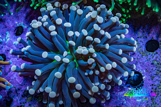Ultra Yellow Tip Torch Coral WYSIWYG 5cm Ultra Yellow Tip Torch Coral WYSIWYG 5cm LPS Ultra Yellow Tip Torch Coral WYSIWYG 5cm Zeo Box Reef