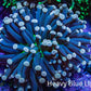 Ultra Yellow Tip Torch Coral WYSIWYG 5cm Ultra Yellow Tip Torch Coral WYSIWYG 5cm LPS Ultra Yellow Tip Torch Coral WYSIWYG 5cm Zeo Box Reef