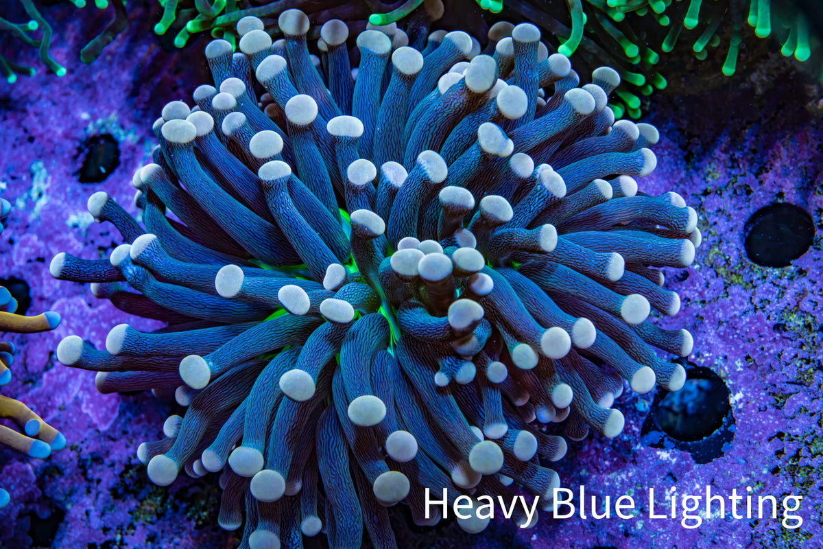 Ultra Yellow Tip Torch Coral WYSIWYG 5cm Ultra Yellow Tip Torch Coral WYSIWYG 5cm LPS Ultra Yellow Tip Torch Coral WYSIWYG 5cm Zeo Box Reef