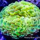 Ultra Yellow and Green Jelly Bean Hammer Coral WYSIWYG 5cm Ultra Yellow and Green Jelly Bean Hammer Coral WYSIWYG 5cm Aquarium Decor Ultra Yellow and Green Jelly Bean Hammer Coral WYSIWYG 5cm Zeo Box Reef