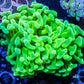 Ultra Yellow and Toxic Green Jelly Bean Tip Hammer Coral WYSIWYG 6cm Ultra Yellow and Toxic Green Jelly Bean Tip Hammer Coral WYSIWYG 6cm Aquarium Decor Ultra Yellow and Toxic Green Jelly Bean Tip Hammer Coral WYSIWYG 6cm Zeo Box Reef