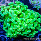 Ultra Yellow and Toxic Green Jelly Bean Tip Hammer Coral WYSIWYG 6cm Ultra Yellow and Toxic Green Jelly Bean Tip Hammer Coral WYSIWYG 6cm Aquarium Decor Ultra Yellow and Toxic Green Jelly Bean Tip Hammer Coral WYSIWYG 6cm Zeo Box Reef