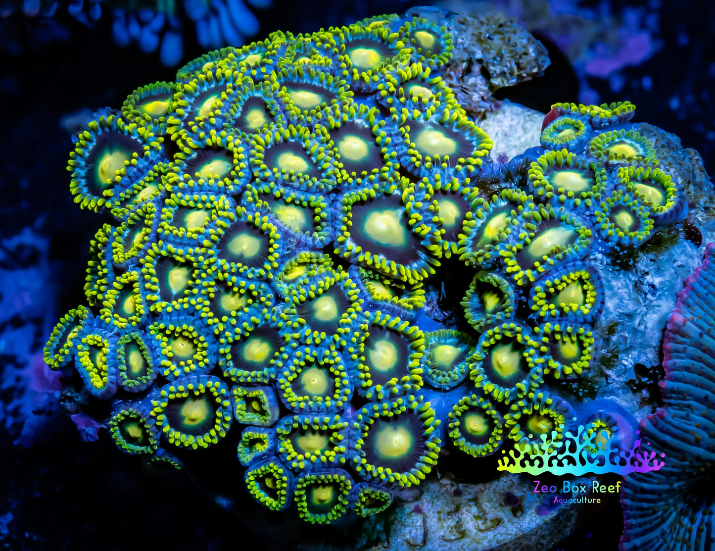 Ultra Zoanthid coral -  Zoa WYSIWYG 5cm Ultra Zoanthid coral -  Zoa WYSIWYG 5cm LPS Ultra Zoanthid coral -  Zoa WYSIWYG 5cm Zeo Box Reef