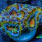 Ultra 🌈 Rainbow Explosion Acan Frag, WYSIWYG C1R3B1 Ultra 🌈 Rainbow Explosion Acan Frag, WYSIWYG C1R3B1 LPS Coral Ultra 🌈 Rainbow Explosion Acan Frag, WYSIWYG C1R3B1 Zeo Box Reef