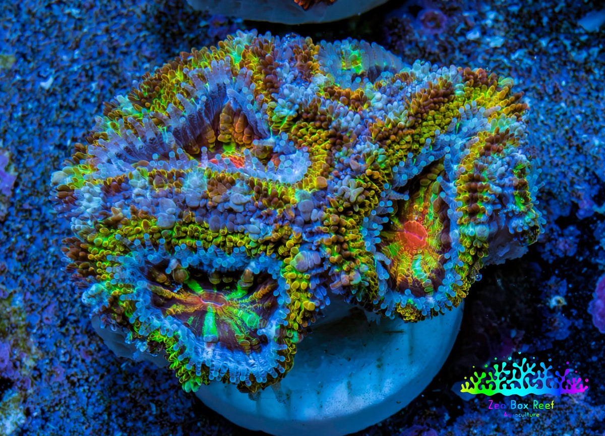 Ultra 🌈 Rainbow Explosion Acan Frag, WYSIWYG C1R3B1 Ultra 🌈 Rainbow Explosion Acan Frag, WYSIWYG C1R3B1 LPS Coral Ultra 🌈 Rainbow Explosion Acan Frag, WYSIWYG C1R3B1 Zeo Box Reef