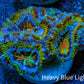 Ultra 🌈 Rainbow Explosion Acan Frag, WYSIWYG C1R3B1 Ultra 🌈 Rainbow Explosion Acan Frag, WYSIWYG C1R3B1 LPS Coral Ultra 🌈 Rainbow Explosion Acan Frag, WYSIWYG C1R3B1 Zeo Box Reef