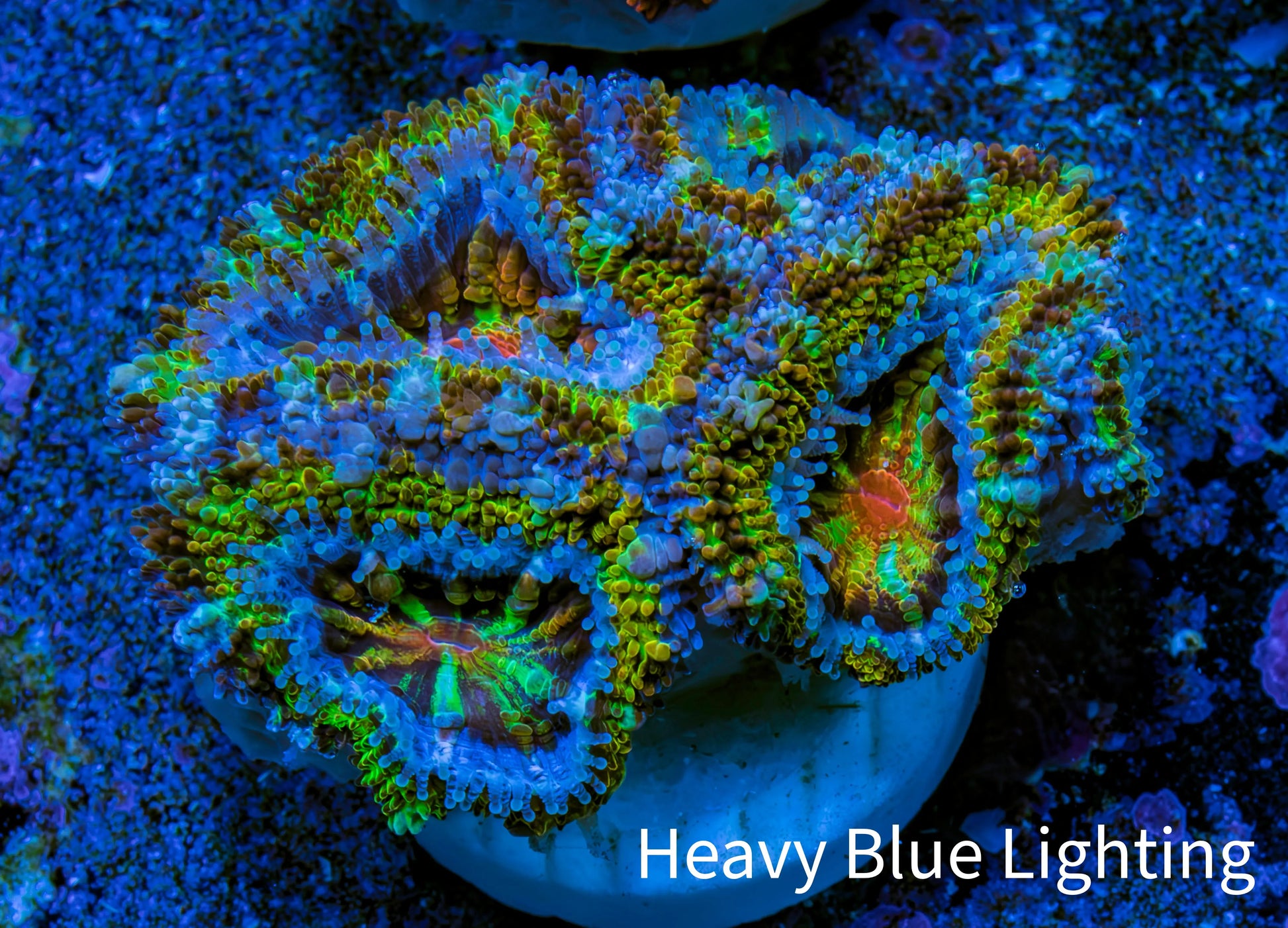 Ultra 🌈 Rainbow Explosion Acan Frag, WYSIWYG C1R3B1 Ultra 🌈 Rainbow Explosion Acan Frag, WYSIWYG C1R3B1 LPS Coral Ultra 🌈 Rainbow Explosion Acan Frag, WYSIWYG C1R3B1 Zeo Box Reef