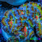 Ultra 🌈 Rainbow Explosion Acan Frag, WYSIWYG C2R3B1 Ultra 🌈 Rainbow Explosion Acan Frag, WYSIWYG C2R3B1 LPS Coral Ultra 🌈 Rainbow Explosion Acan Frag, WYSIWYG C2R3B1 Zeo Box Reef