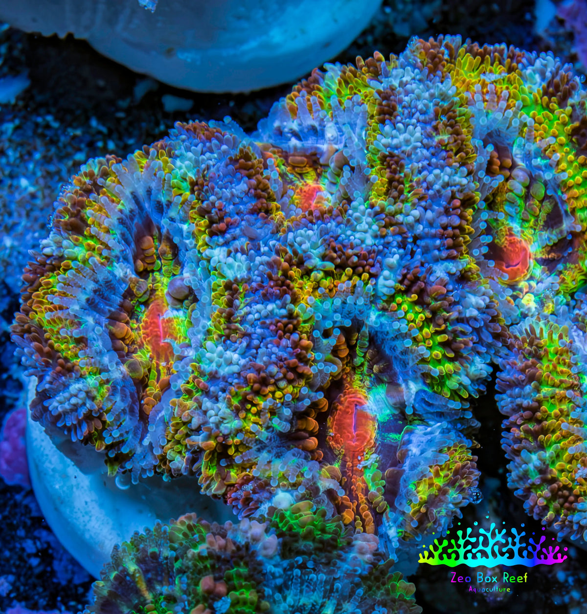 Ultra 🌈 Rainbow Explosion Acan Frag, WYSIWYG C2R3B1 Ultra 🌈 Rainbow Explosion Acan Frag, WYSIWYG C2R3B1 LPS Coral Ultra 🌈 Rainbow Explosion Acan Frag, WYSIWYG C2R3B1 Zeo Box Reef