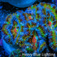 Ultra 🌈 Rainbow Explosion Acan Frag, WYSIWYG C2R3B1 Ultra 🌈 Rainbow Explosion Acan Frag, WYSIWYG C2R3B1 LPS Coral Ultra 🌈 Rainbow Explosion Acan Frag, WYSIWYG C2R3B1 Zeo Box Reef