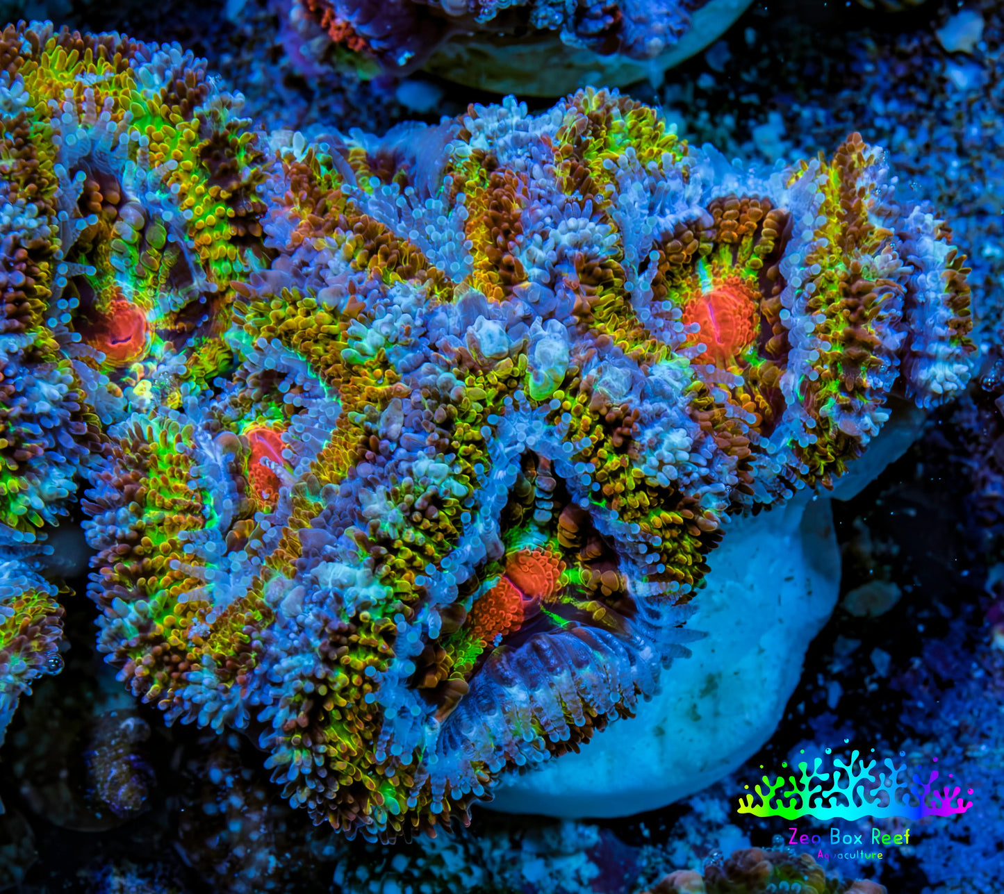 Ultra 🌈 Rainbow Explosion Acan Frag, WYSIWYG C3R3B1 Ultra 🌈 Rainbow Explosion Acan Frag, WYSIWYG C3R3B1 LPS Coral Ultra 🌈 Rainbow Explosion Acan Frag, WYSIWYG C3R3B1 Zeo Box Reef