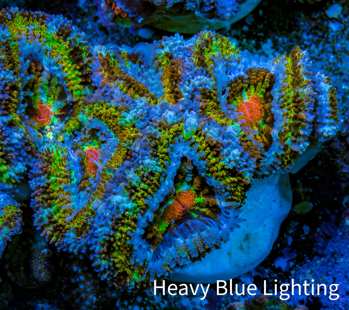 Ultra 🌈 Rainbow Explosion Acan Frag, WYSIWYG C3R3B1 Ultra 🌈 Rainbow Explosion Acan Frag, WYSIWYG C3R3B1 LPS Coral Ultra 🌈 Rainbow Explosion Acan Frag, WYSIWYG C3R3B1 Zeo Box Reef