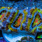Ultra 🌈 Rainbow Explosion Acan Frag, WYSIWYG C4R3B1 Ultra 🌈 Rainbow Explosion Acan Frag, WYSIWYG C4R3B1 LPS Coral Ultra 🌈 Rainbow Explosion Acan Frag, WYSIWYG C4R3B1 Zeo Box Reef