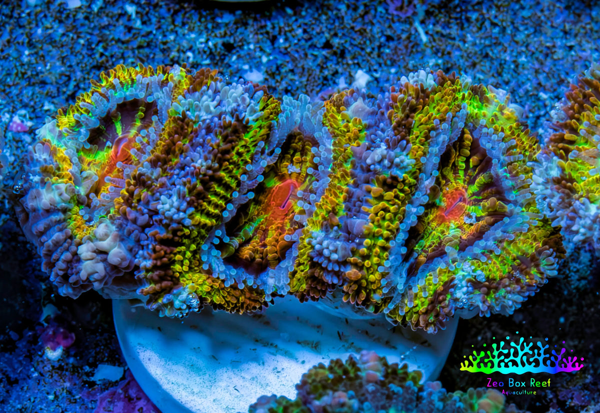 Ultra 🌈 Rainbow Explosion Acan Frag, WYSIWYG C4R3B1 Ultra 🌈 Rainbow Explosion Acan Frag, WYSIWYG C4R3B1 LPS Coral Ultra 🌈 Rainbow Explosion Acan Frag, WYSIWYG C4R3B1 Zeo Box Reef
