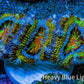 Ultra 🌈 Rainbow Explosion Acan Frag, WYSIWYG C4R3B1 Ultra 🌈 Rainbow Explosion Acan Frag, WYSIWYG C4R3B1 LPS Coral Ultra 🌈 Rainbow Explosion Acan Frag, WYSIWYG C4R3B1 Zeo Box Reef