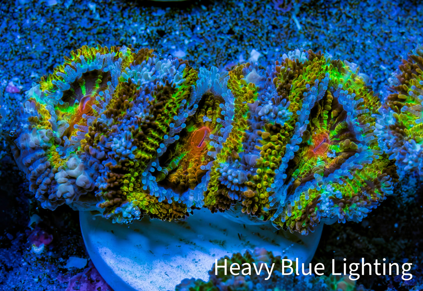 Ultra 🌈 Rainbow Explosion Acan Frag, WYSIWYG C4R3B1 Ultra 🌈 Rainbow Explosion Acan Frag, WYSIWYG C4R3B1 LPS Coral Ultra 🌈 Rainbow Explosion Acan Frag, WYSIWYG C4R3B1 Zeo Box Reef