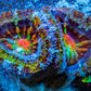 Ultra 🌈 Rainbow Explosion Acan Frag, WYSIWYG C5R3B1 Ultra 🌈 Rainbow Explosion Acan Frag, WYSIWYG C5R3B1 LPS Coral Ultra 🌈 Rainbow Explosion Acan Frag, WYSIWYG C5R3B1 Zeo Box Reef