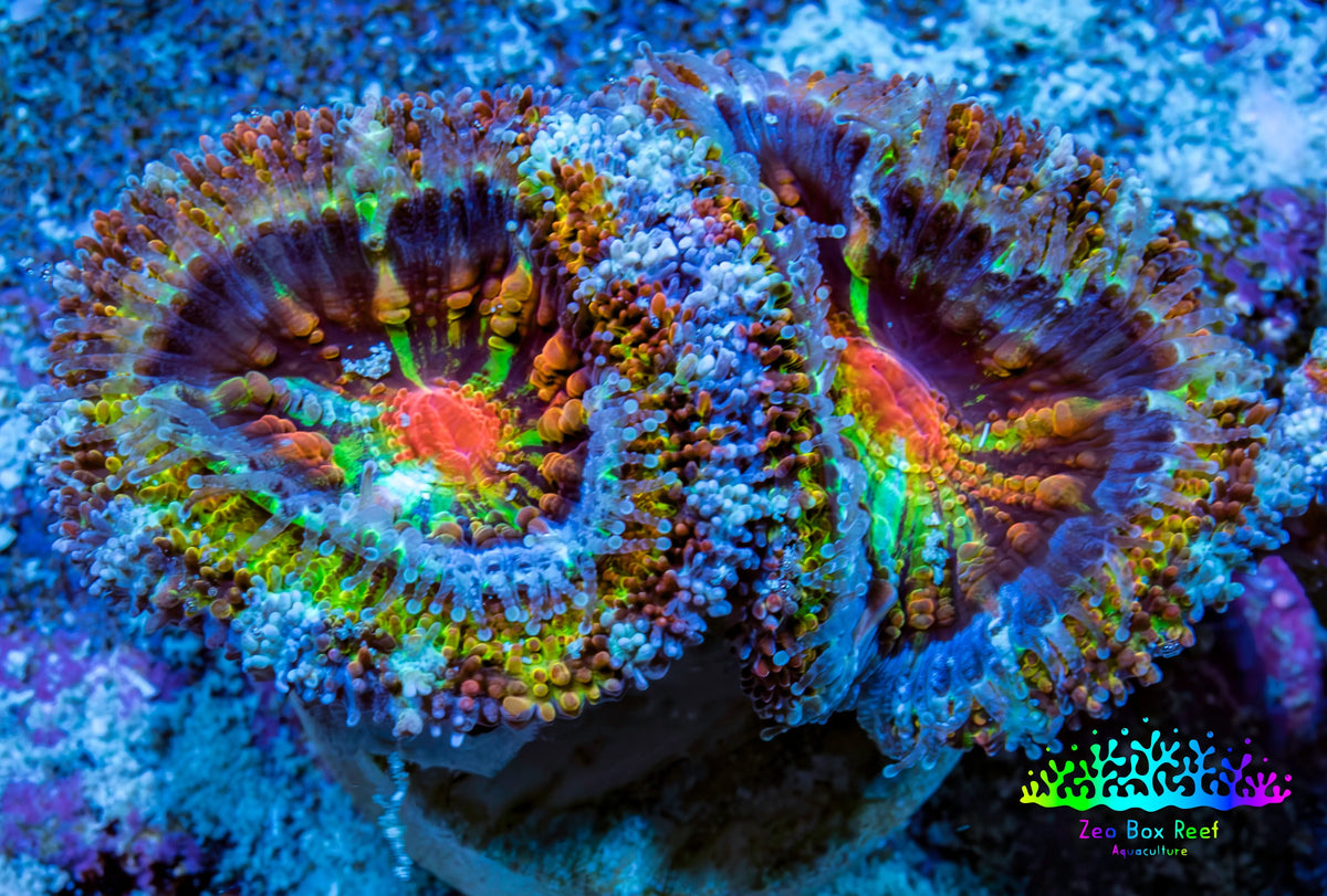 Ultra 🌈 Rainbow Explosion Acan Frag, WYSIWYG C5R3B1 Ultra 🌈 Rainbow Explosion Acan Frag, WYSIWYG C5R3B1 LPS Coral Ultra 🌈 Rainbow Explosion Acan Frag, WYSIWYG C5R3B1 Zeo Box Reef