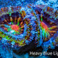 Ultra 🌈 Rainbow Explosion Acan Frag, WYSIWYG C5R3B1 Ultra 🌈 Rainbow Explosion Acan Frag, WYSIWYG C5R3B1 LPS Coral Ultra 🌈 Rainbow Explosion Acan Frag, WYSIWYG C5R3B1 Zeo Box Reef