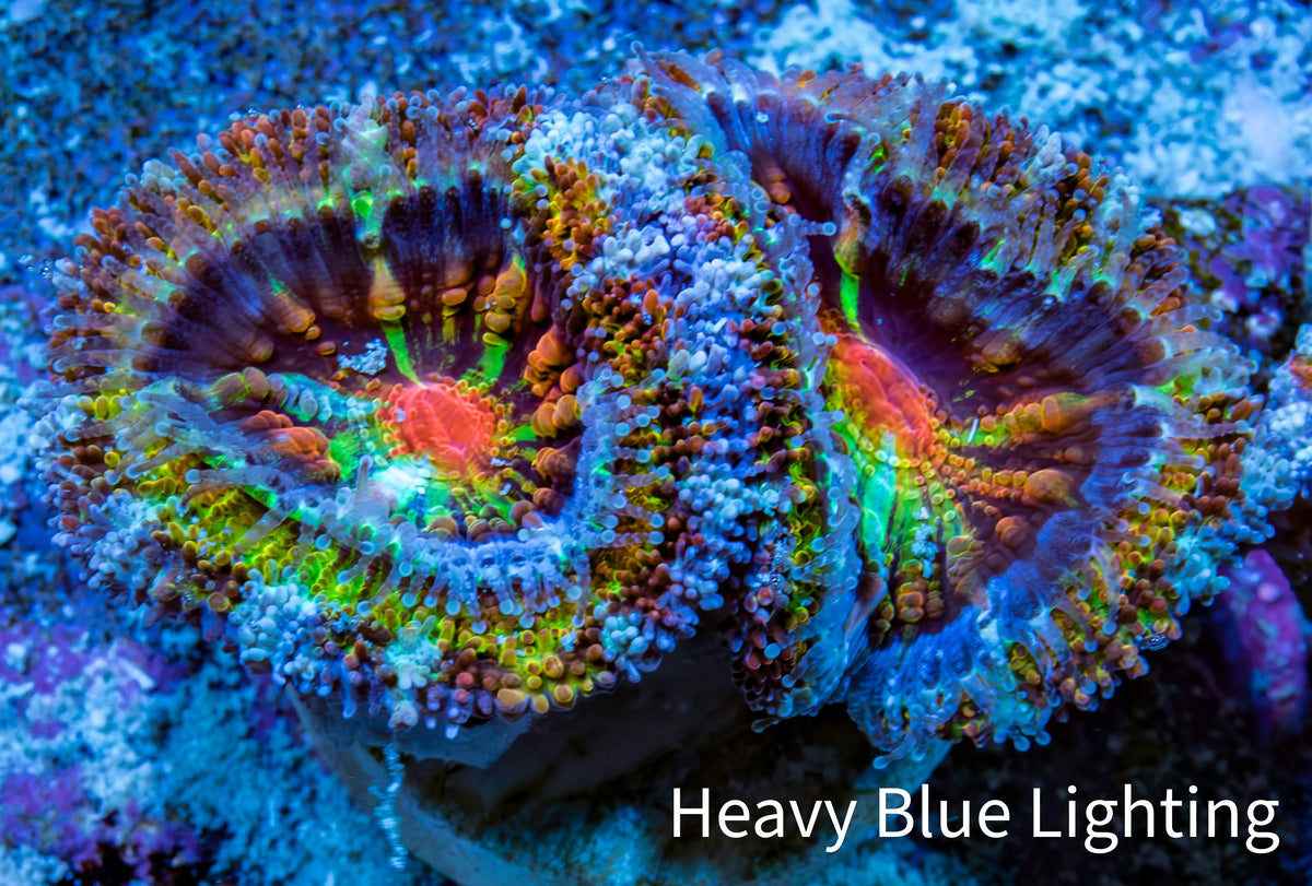 Ultra 🌈 Rainbow Explosion Acan Frag, WYSIWYG C5R3B1 Ultra 🌈 Rainbow Explosion Acan Frag, WYSIWYG C5R3B1 LPS Coral Ultra 🌈 Rainbow Explosion Acan Frag, WYSIWYG C5R3B1 Zeo Box Reef