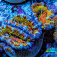 Ultra 🌈 Rainbow Explosion Acan Frag, WYSIWYG C6R3B1 Ultra 🌈 Rainbow Explosion Acan Frag, WYSIWYG C6R3B1 LPS Coral Ultra 🌈 Rainbow Explosion Acan Frag, WYSIWYG C6R3B1 Zeo Box Reef
