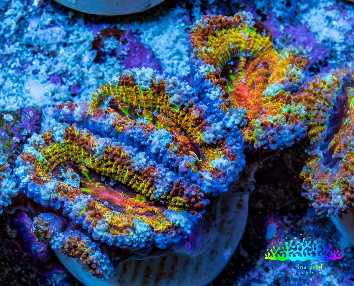 Ultra 🌈 Rainbow Explosion Acan Frag, WYSIWYG C6R3B1 Ultra 🌈 Rainbow Explosion Acan Frag, WYSIWYG C6R3B1 LPS Coral Ultra 🌈 Rainbow Explosion Acan Frag, WYSIWYG C6R3B1 Zeo Box Reef