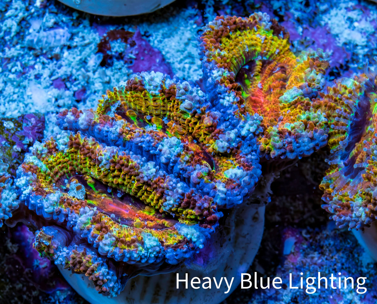 Ultra 🌈 Rainbow Explosion Acan Frag, WYSIWYG C6R3B1 Ultra 🌈 Rainbow Explosion Acan Frag, WYSIWYG C6R3B1 LPS Coral Ultra 🌈 Rainbow Explosion Acan Frag, WYSIWYG C6R3B1 Zeo Box Reef