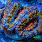 Ultra 🌈 Rainbow Explosion Acan Frag, WYSIWYG C7R3B1 Ultra 🌈 Rainbow Explosion Acan Frag, WYSIWYG C7R3B1 LPS Coral Ultra 🌈 Rainbow Explosion Acan Frag, WYSIWYG C7R3B1 Zeo Box Reef