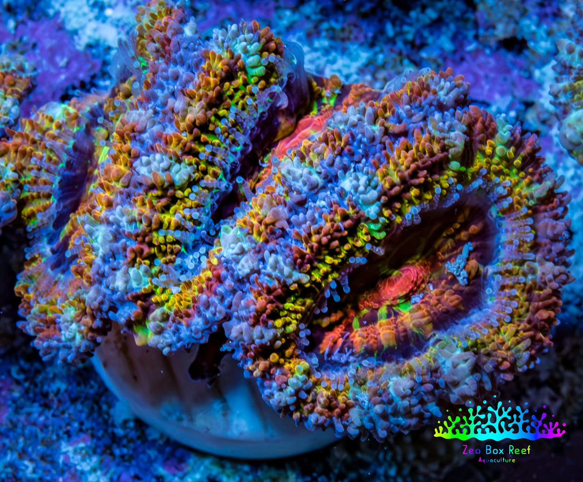 Ultra 🌈 Rainbow Explosion Acan Frag, WYSIWYG C7R3B1 Ultra 🌈 Rainbow Explosion Acan Frag, WYSIWYG C7R3B1 LPS Coral Ultra 🌈 Rainbow Explosion Acan Frag, WYSIWYG C7R3B1 Zeo Box Reef