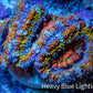 Ultra 🌈 Rainbow Explosion Acan Frag, WYSIWYG C7R3B1 Ultra 🌈 Rainbow Explosion Acan Frag, WYSIWYG C7R3B1 LPS Coral Ultra 🌈 Rainbow Explosion Acan Frag, WYSIWYG C7R3B1 Zeo Box Reef