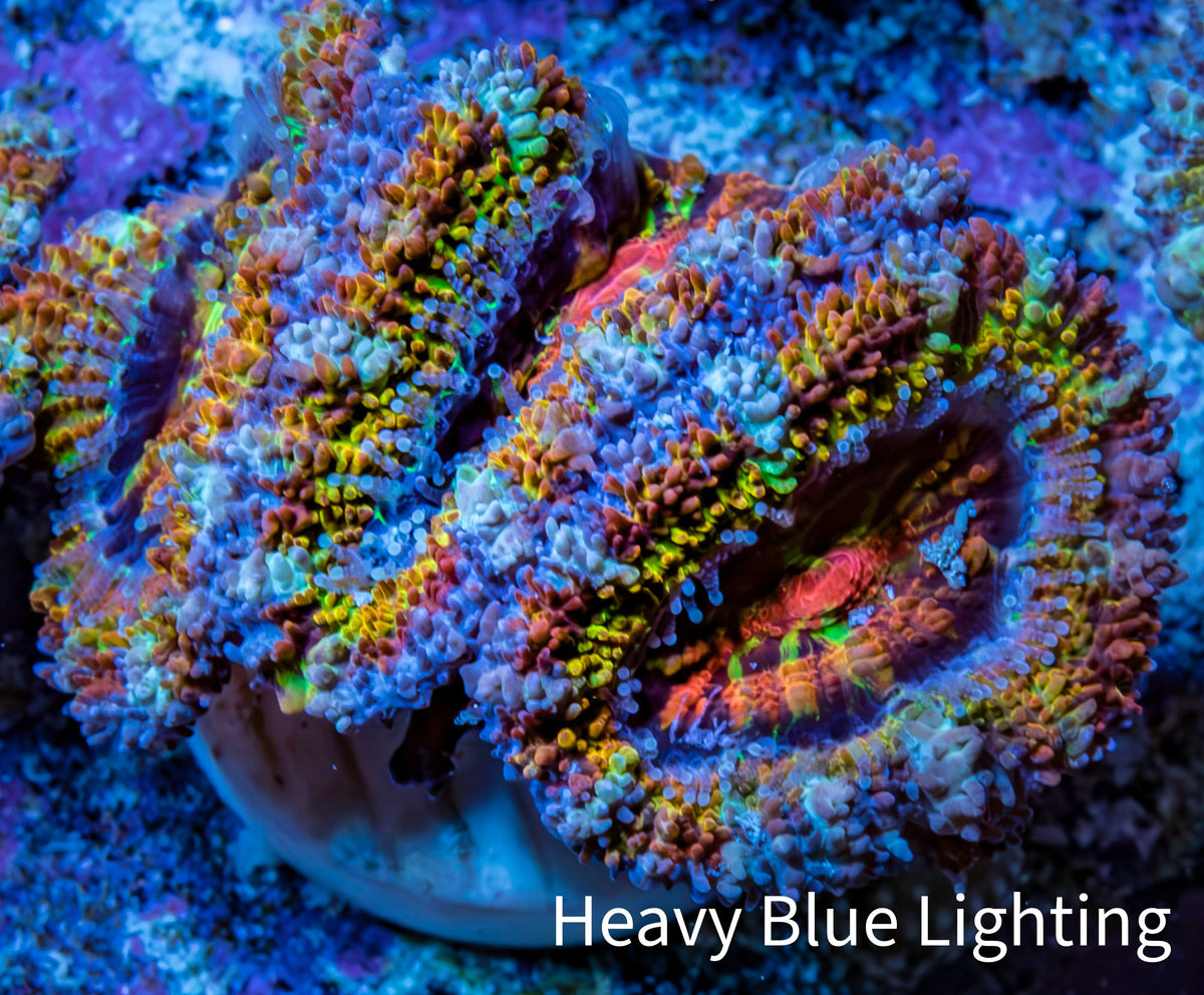 Ultra 🌈 Rainbow Explosion Acan Frag, WYSIWYG C7R3B1 Ultra 🌈 Rainbow Explosion Acan Frag, WYSIWYG C7R3B1 LPS Coral Ultra 🌈 Rainbow Explosion Acan Frag, WYSIWYG C7R3B1 Zeo Box Reef