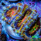 Ultra 🌈 Rainbow Explosion Acan Frag, WYSIWYG C8R3B1 Ultra 🌈 Rainbow Explosion Acan Frag, WYSIWYG C8R3B1 LPS Coral Ultra 🌈 Rainbow Explosion Acan Frag, WYSIWYG C8R3B1 Zeo Box Reef