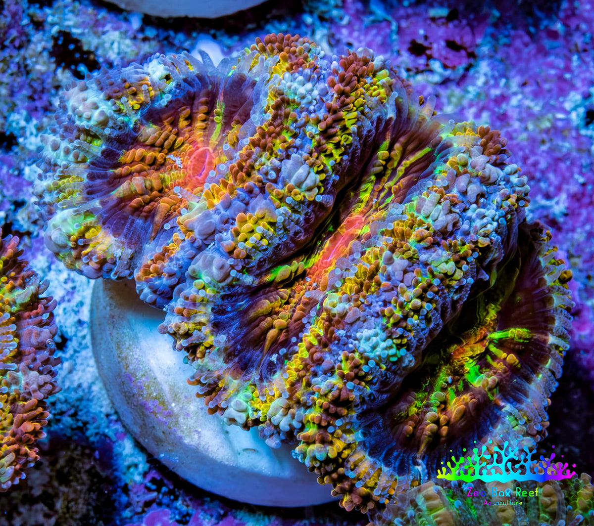 Ultra 🌈 Rainbow Explosion Acan Frag, WYSIWYG C8R3B1 Ultra 🌈 Rainbow Explosion Acan Frag, WYSIWYG C8R3B1 LPS Coral Ultra 🌈 Rainbow Explosion Acan Frag, WYSIWYG C8R3B1 Zeo Box Reef