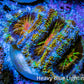Ultra 🌈 Rainbow Explosion Acan Frag, WYSIWYG C8R3B1 Ultra 🌈 Rainbow Explosion Acan Frag, WYSIWYG C8R3B1 LPS Coral Ultra 🌈 Rainbow Explosion Acan Frag, WYSIWYG C8R3B1 Zeo Box Reef