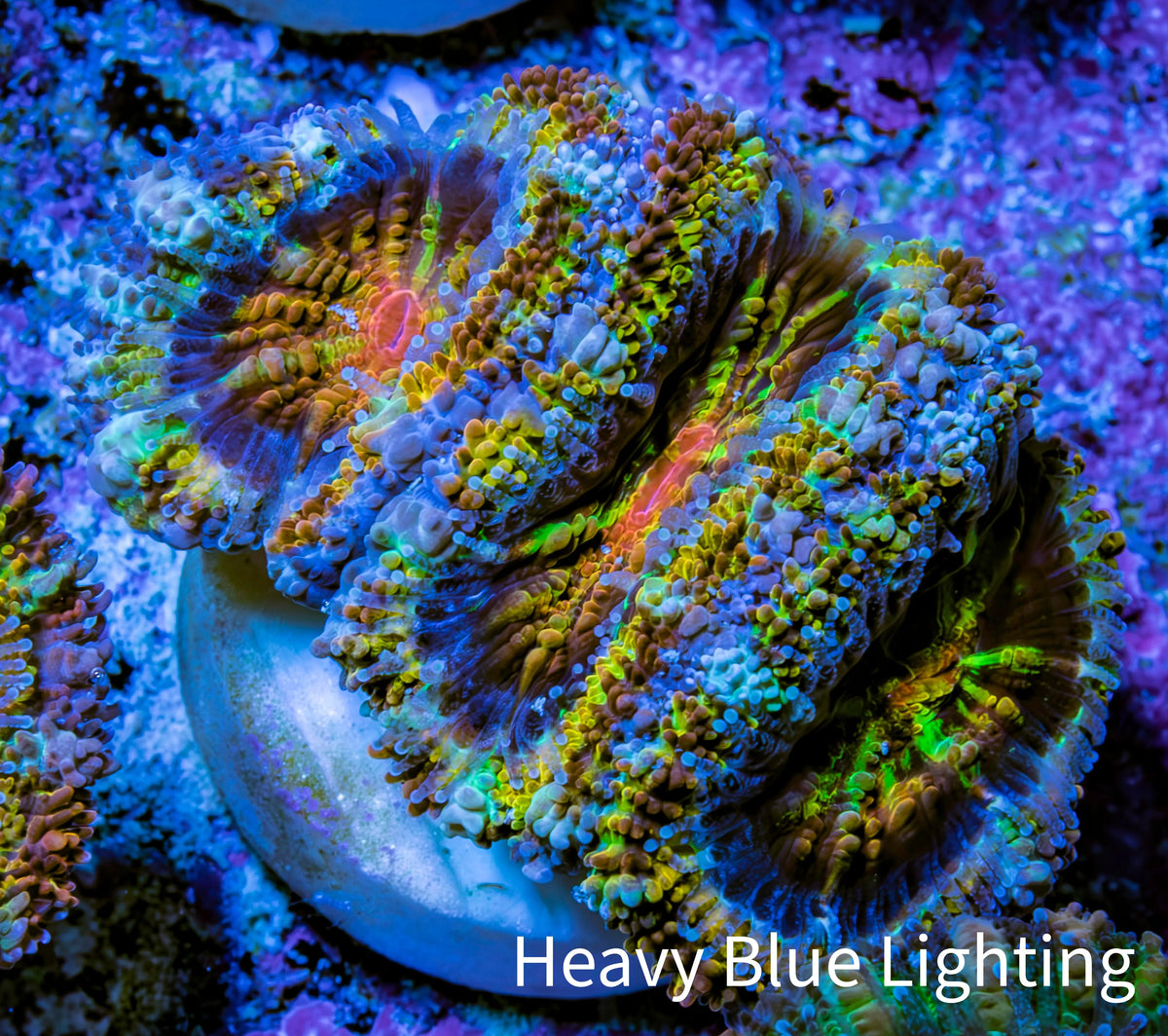 Ultra 🌈 Rainbow Explosion Acan Frag, WYSIWYG C8R3B1 Ultra 🌈 Rainbow Explosion Acan Frag, WYSIWYG C8R3B1 LPS Coral Ultra 🌈 Rainbow Explosion Acan Frag, WYSIWYG C8R3B1 Zeo Box Reef