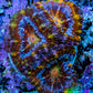 Ultra 🌈 Rainbow Prism Acan Frag, WYSIWYG H2R3B1 Ultra 🌈 Rainbow Prism Acan Frag, WYSIWYG H2R3B1 LPS Coral Ultra 🌈 Rainbow Prism Acan Frag, WYSIWYG H2R3B1 Zeo Box Reef