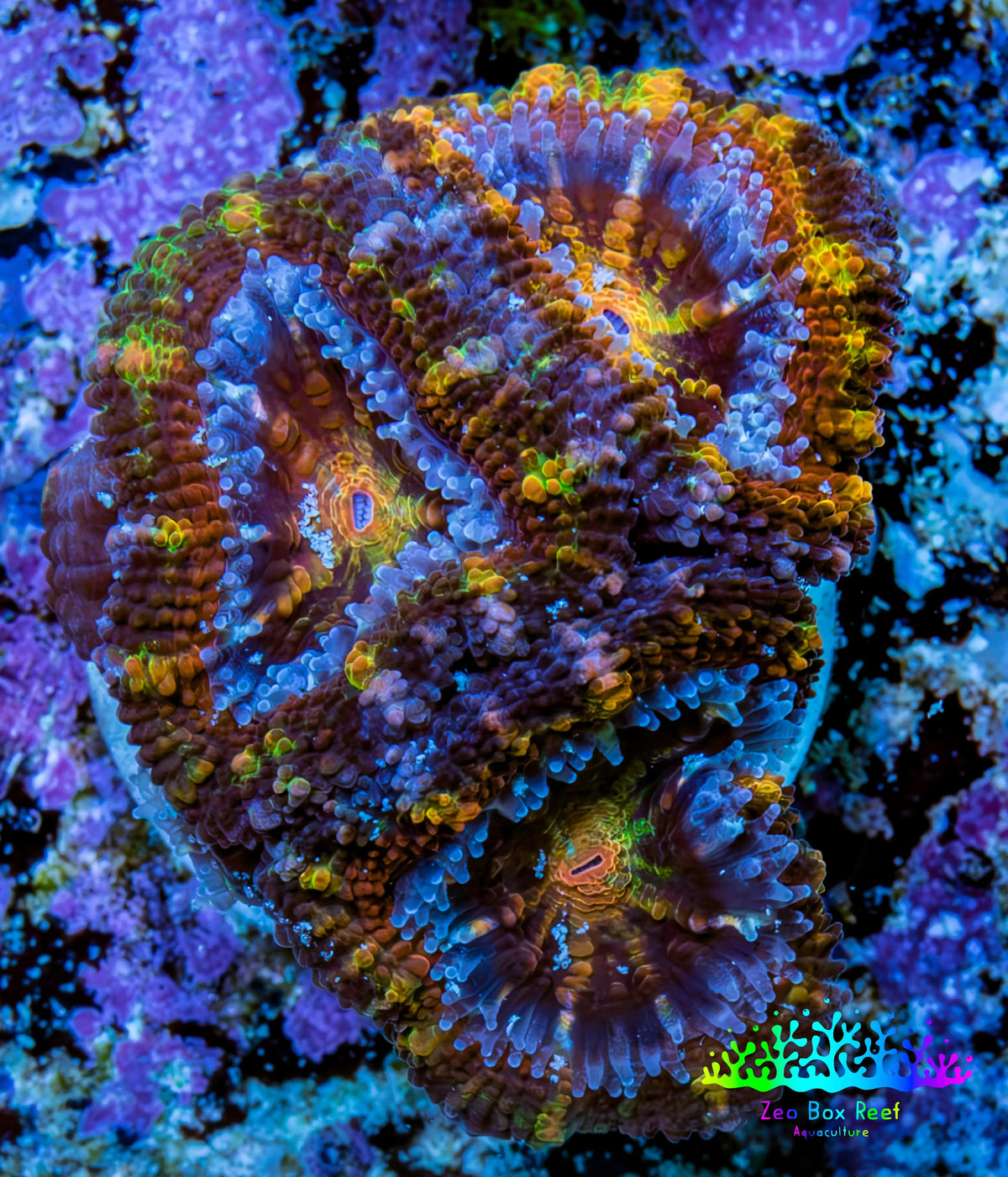 Ultra 🌈 Rainbow Prism Acan Frag, WYSIWYG H2R3B1 Ultra 🌈 Rainbow Prism Acan Frag, WYSIWYG H2R3B1 LPS Coral Ultra 🌈 Rainbow Prism Acan Frag, WYSIWYG H2R3B1 Zeo Box Reef