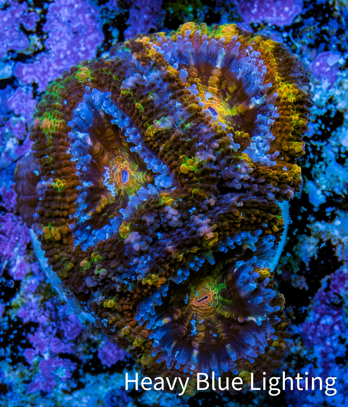 Ultra 🌈 Rainbow Prism Acan Frag, WYSIWYG H2R3B1 Ultra 🌈 Rainbow Prism Acan Frag, WYSIWYG H2R3B1 LPS Coral Ultra 🌈 Rainbow Prism Acan Frag, WYSIWYG H2R3B1 Zeo Box Reef