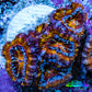 Ultra 🌈 Rainbow Prism Acan Frag, WYSIWYG H3R3B1 Ultra 🌈 Rainbow Prism Acan Frag, WYSIWYG H3R3B1 LPS Coral Ultra 🌈 Rainbow Prism Acan Frag, WYSIWYG H3R3B1 Zeo Box Reef