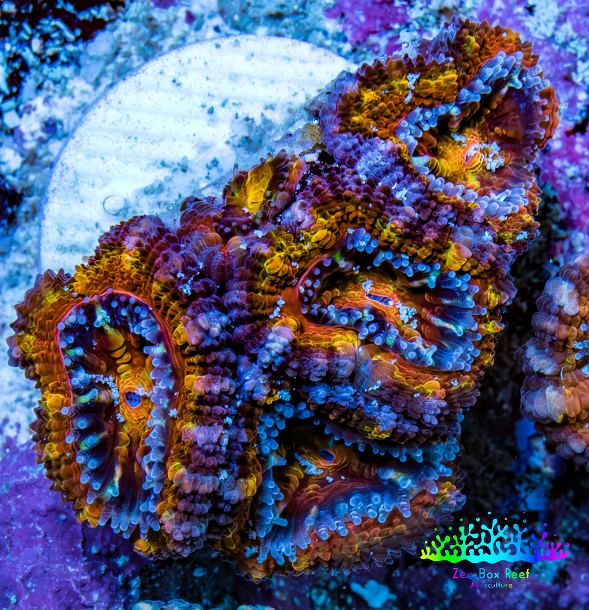 Ultra 🌈 Rainbow Prism Acan Frag, WYSIWYG H3R3B1 Ultra 🌈 Rainbow Prism Acan Frag, WYSIWYG H3R3B1 LPS Coral Ultra 🌈 Rainbow Prism Acan Frag, WYSIWYG H3R3B1 Zeo Box Reef