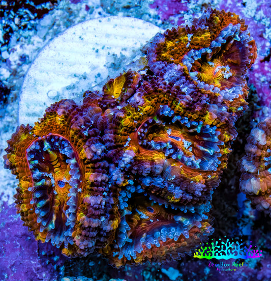 Ultra 🌈 Rainbow Prism Acan Frag, WYSIWYG H3R3B1 Ultra 🌈 Rainbow Prism Acan Frag, WYSIWYG H3R3B1 LPS Coral Ultra 🌈 Rainbow Prism Acan Frag, WYSIWYG H3R3B1 Zeo Box Reef