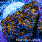Ultra 🌈 Rainbow Prism Acan Frag, WYSIWYG H3R3B1 Ultra 🌈 Rainbow Prism Acan Frag, WYSIWYG H3R3B1 LPS Coral Ultra 🌈 Rainbow Prism Acan Frag, WYSIWYG H3R3B1 Zeo Box Reef
