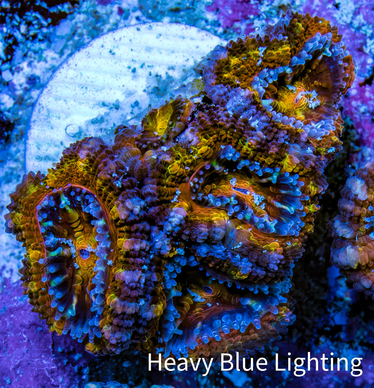 Ultra 🌈 Rainbow Prism Acan Frag, WYSIWYG H3R3B1 Ultra 🌈 Rainbow Prism Acan Frag, WYSIWYG H3R3B1 LPS Coral Ultra 🌈 Rainbow Prism Acan Frag, WYSIWYG H3R3B1 Zeo Box Reef