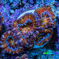 Ultra 🌈 Rainbow Prism Acan Frag, WYSIWYG H4R3B1 Ultra 🌈 Rainbow Prism Acan Frag, WYSIWYG H4R3B1 LPS Coral Ultra 🌈 Rainbow Prism Acan Frag, WYSIWYG H4R3B1 Zeo Box Reef