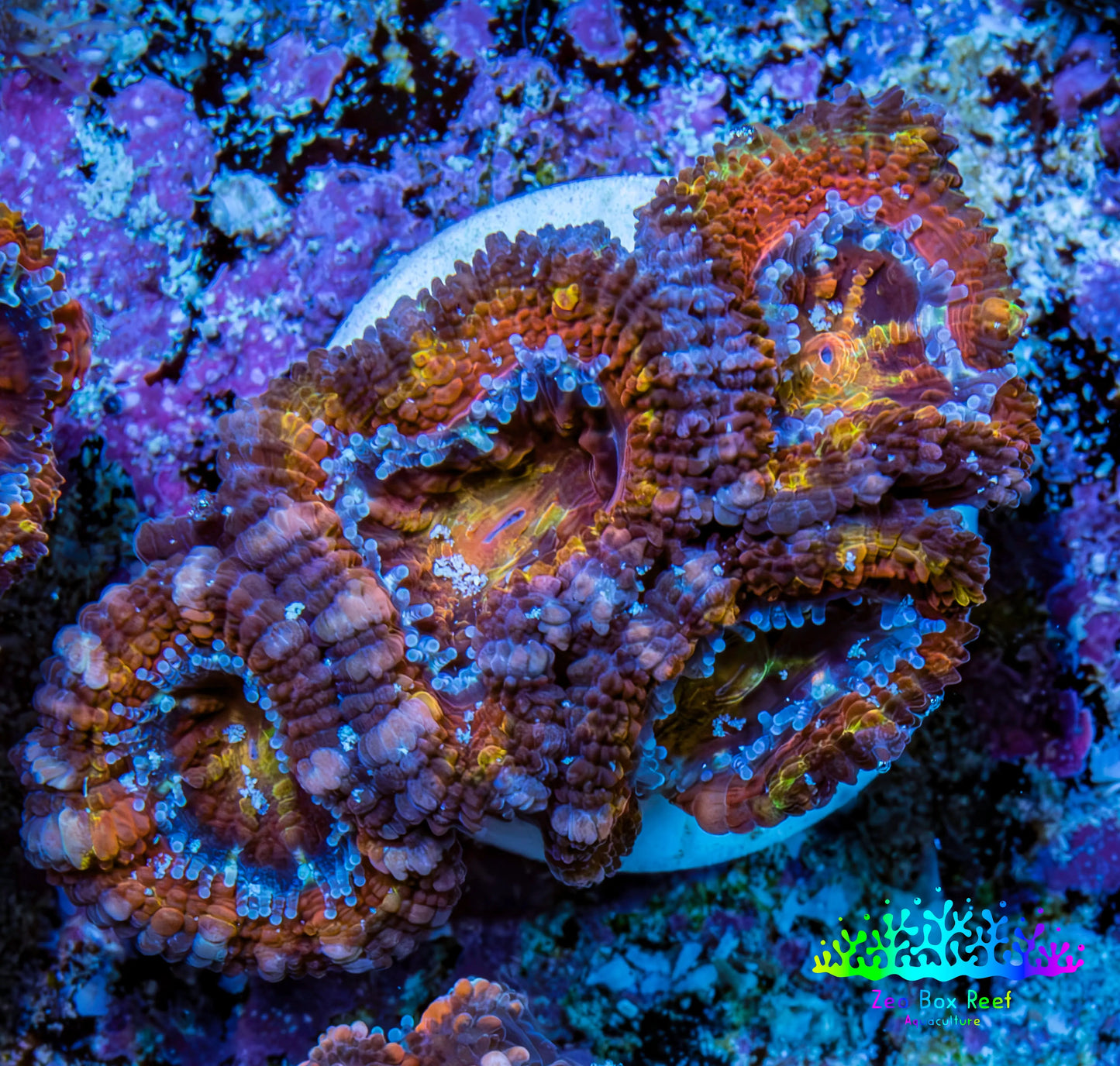Ultra 🌈 Rainbow Prism Acan Frag, WYSIWYG H4R3B1 Ultra 🌈 Rainbow Prism Acan Frag, WYSIWYG H4R3B1 LPS Coral Ultra 🌈 Rainbow Prism Acan Frag, WYSIWYG H4R3B1 Zeo Box Reef