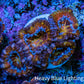 Ultra 🌈 Rainbow Prism Acan Frag, WYSIWYG H4R3B1 Ultra 🌈 Rainbow Prism Acan Frag, WYSIWYG H4R3B1 LPS Coral Ultra 🌈 Rainbow Prism Acan Frag, WYSIWYG H4R3B1 Zeo Box Reef