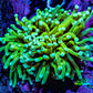 Ultra 🍌Banana Torch Coral WYSIWYG 5cm Ultra 🍌Banana Torch Coral WYSIWYG 5cm LPS Ultra 🍌Banana Torch Coral WYSIWYG 5cm Zeo Box Reef