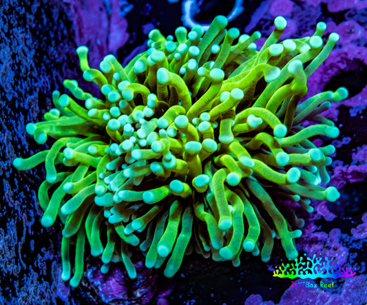Ultra 🍌Banana Torch Coral WYSIWYG 5cm Ultra 🍌Banana Torch Coral WYSIWYG 5cm LPS Ultra 🍌Banana Torch Coral WYSIWYG 5cm Zeo Box Reef