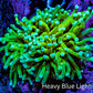 Ultra 🍌Banana Torch Coral WYSIWYG 5cm Ultra 🍌Banana Torch Coral WYSIWYG 5cm LPS Ultra 🍌Banana Torch Coral WYSIWYG 5cm Zeo Box Reef